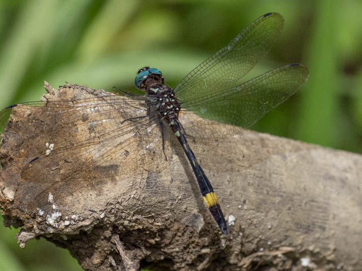 Brechmorhoga rapax (Amber-banded Clubskimmer)-5.jpg